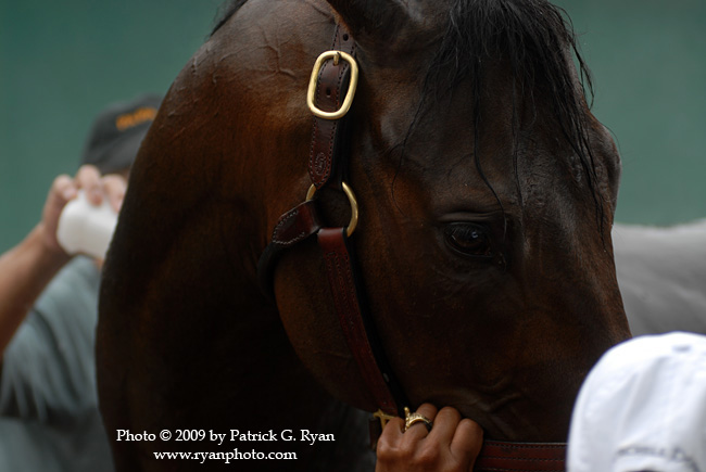 Papa Clem2.59 copy Papa Clem2.59 copy