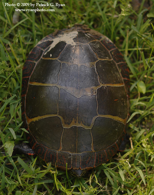 Turtle03*