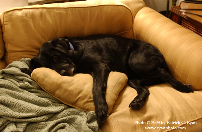 Black dog-gold couch5