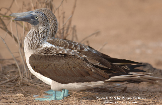 Blue Footed Boobies210*