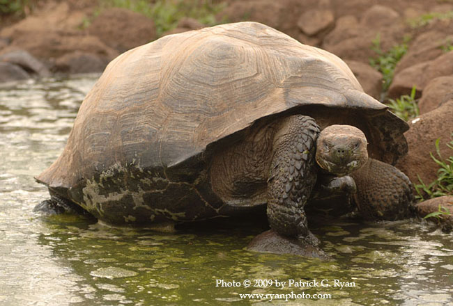 Galapagos Tortoise31*