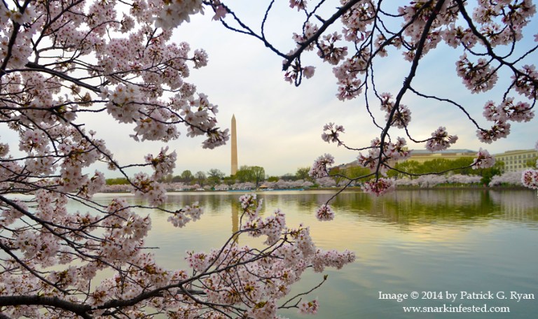 Cherry Blossoms *3197