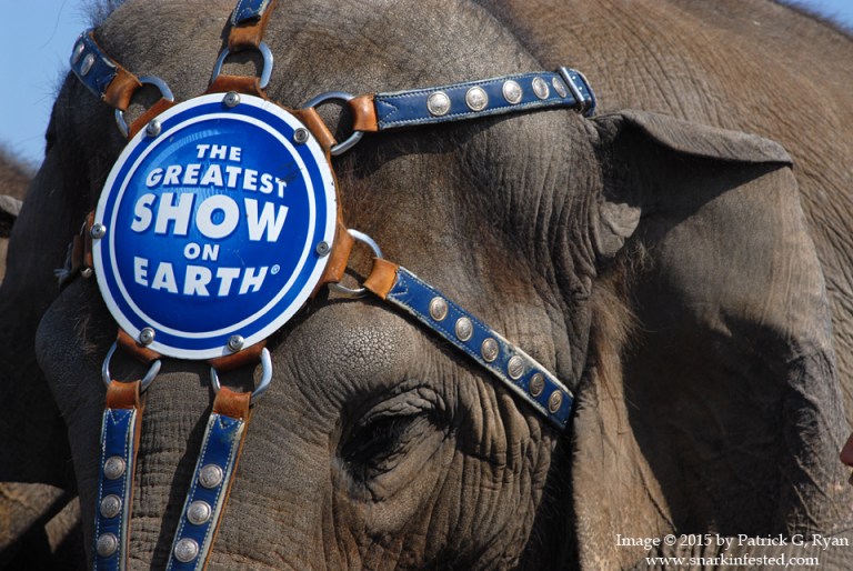 2011 Elephant Walk* 0309